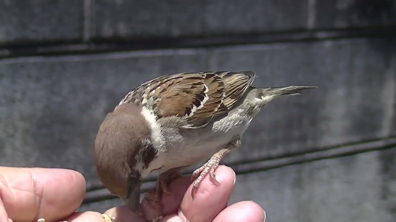 餌を貰いに手の上に飛んで来る雀達 20260517 4（帰り道） - YouTube