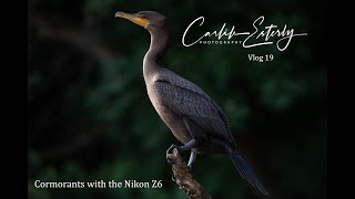 Photographing Cormorants with a Kayak and the Nikon Z6