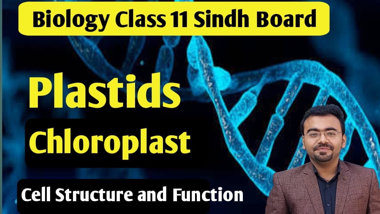 plastids class 11 | chloroplast structure and function