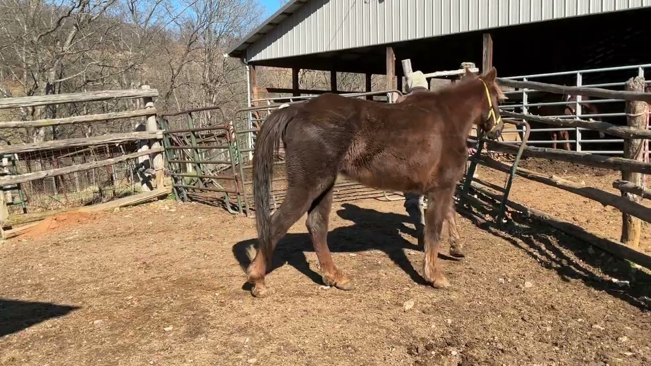 Sold 10- chestnut TWH mare 20 yr old 14.3HH $850 Deadline 1/26/26