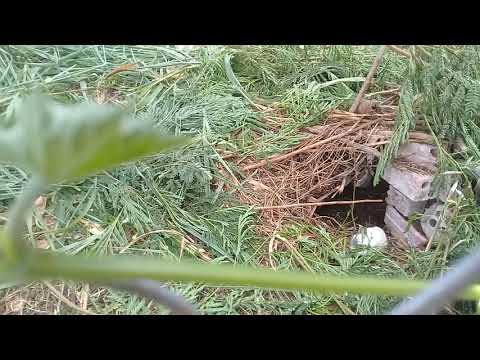 Mô hình nuôi thỏ thả vườn