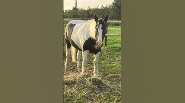 Thumbnail of 7 #horse #havefun #equestrian