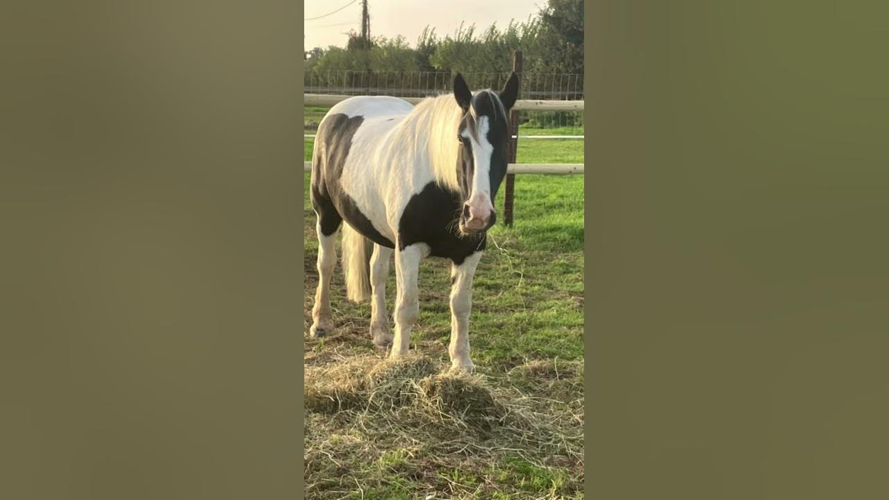 7 #horse #havefun #equestrian