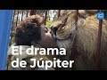 Júpiter, la historia del león que conmueve a Colombia