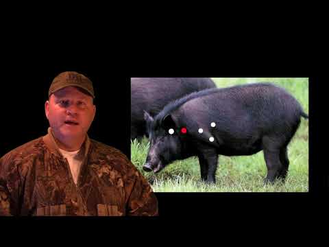 Video: Where To Shoot The Wild Boar