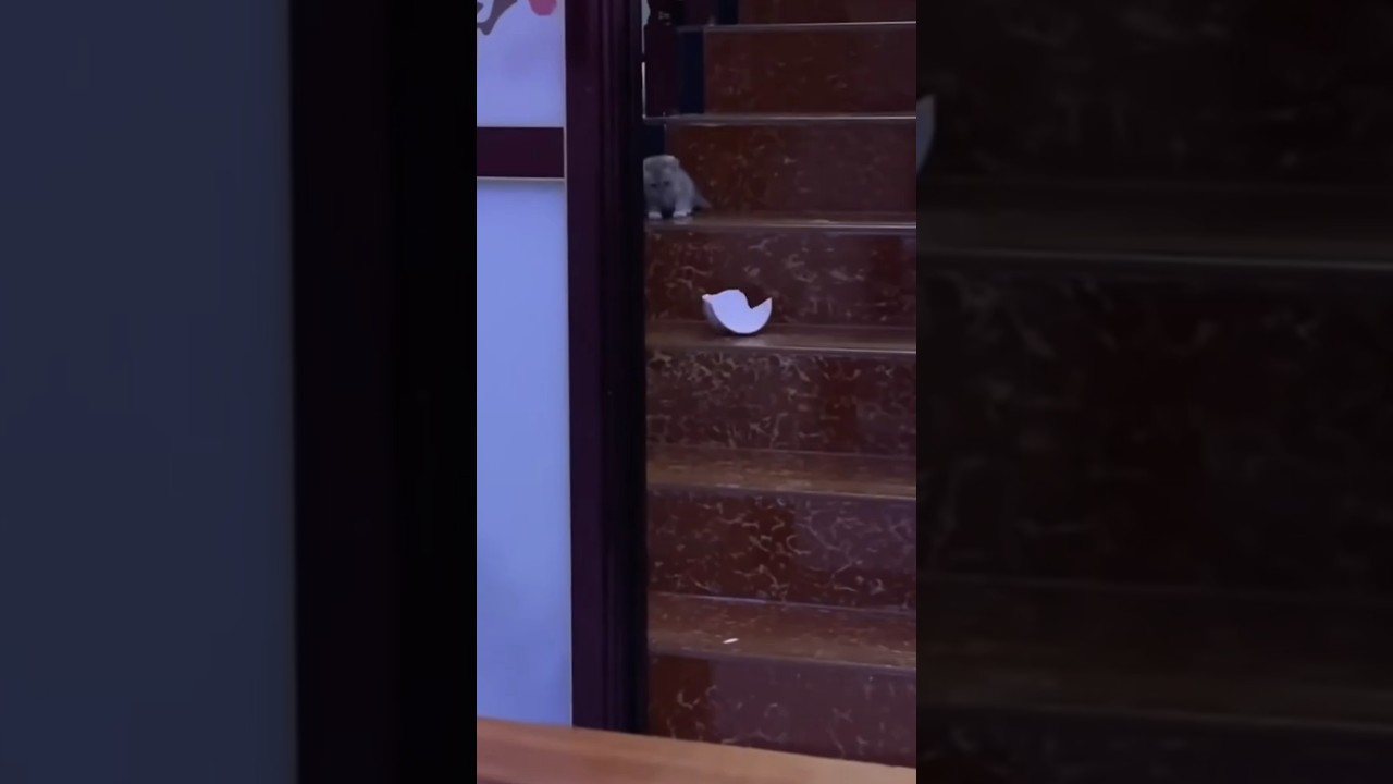 Gray Kitten Knocks Bowl Down Stairs and It Shatters
