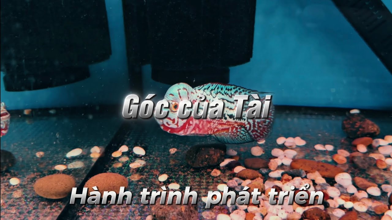 23/12 chia sẽ hành trình phát triển Kamfa Vip, và 4 bé kamfa mini ae săn nhé. #goccuatai #flowerhorn