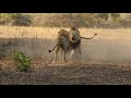 Male lions fighting over territory - Photowildsa