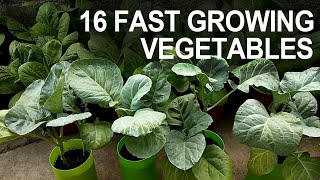 16 FAST-GROWING VEGETABLES I HARVEST WITHIN 30 DAYS