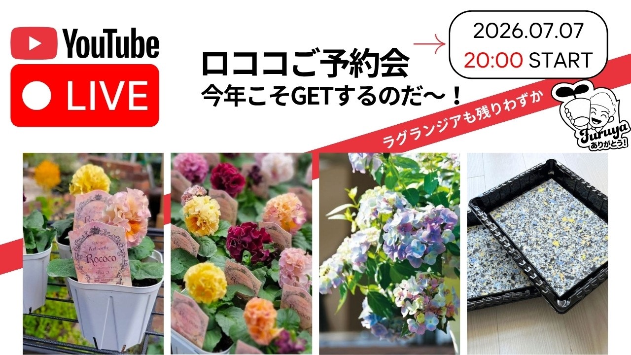 20時〜！ロココ（ローヴ・ドゥ・アントワネット）早すぎるご予約会！伝説をGETせよ