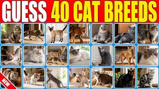 Can You Guess 40 Cat Breeds in 3 Seconds | Cat Breed Quiz