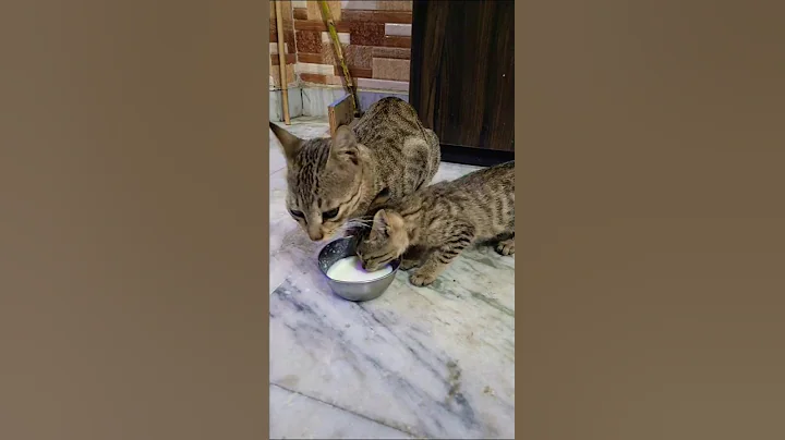 Watch the video about Cat Kitten #cats #kitten #pets #dog #mama #love #life #funny #viral #ytshorts #shorts #yt #memes