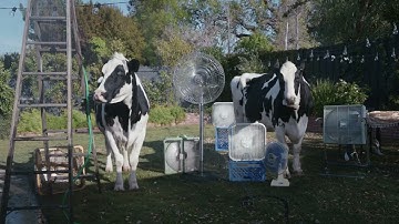 Chick-fil-A | Cows | Thunderstorm - Coke | :15