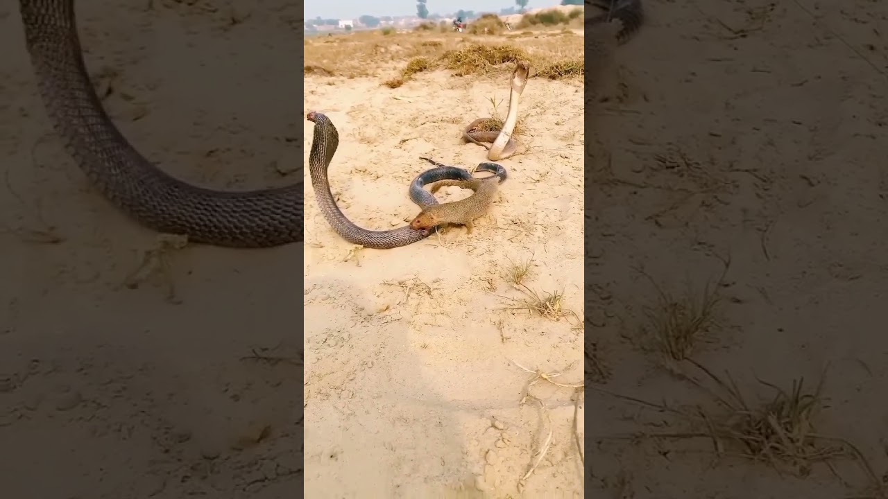black mamba vs mongoose || snake vs mongoose fights || sanke vs fights 