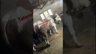 #büyüksimental #hayvanlar #besicilik #dana