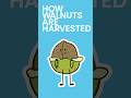 How Walnuts are Harvested #shorts