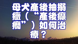母犬產後抽搦癥(“產後癲癇”)如何治療?