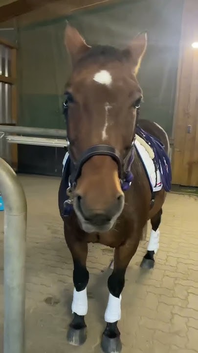 Langzügelarbeit macht so Spaß! #horses #bodenarbeit - YouTube