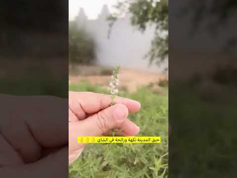 حبق المدينة