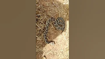 أخطر أفعى مغربية 