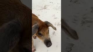 Meeting the swimming pigs 🐽  📍Big Major Cay, The Bahamas #caribbean #sailing #beach #bahamas