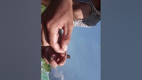 câu cá giải trí..  tiến thành Nova world