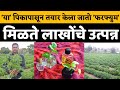 जिरेनियम शेतीची यशोगाथा | geranium farming success story| जिरेनियम म्हणजे काय?|Jiraniyam farming