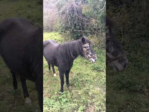 Βίντεο: Πού να βρείτε άλογο;