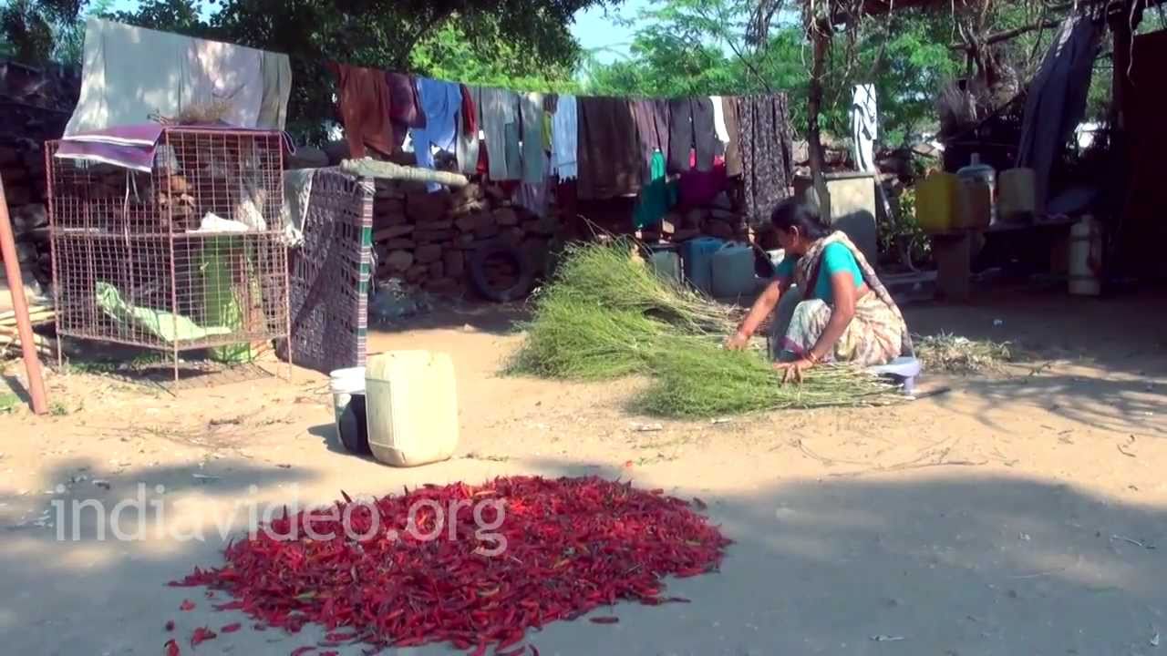 Making of Chilli Powder in the village of Guntur, Andhra Pradesh - YouTube