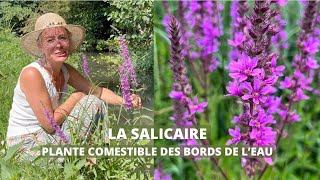 La salicaire - plante comestible des bords de l'eau