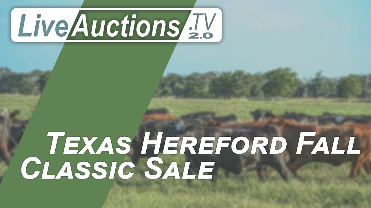 Texas Hereford Fall Classic Sale YouTube