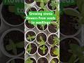 How to grow zinnia flowers from dollar store seeds (full growth up to seedlings!)