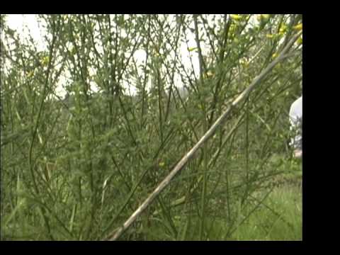 Video: Scotch Broom Maintenance - Lub Tswv Yim Ntawm Pruning Ib Scotch Broom Shrub