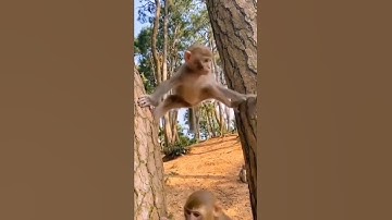 This monkey is expert in climbing on tree || Who also did this when they were young? 😂⁣⁣ #shorts