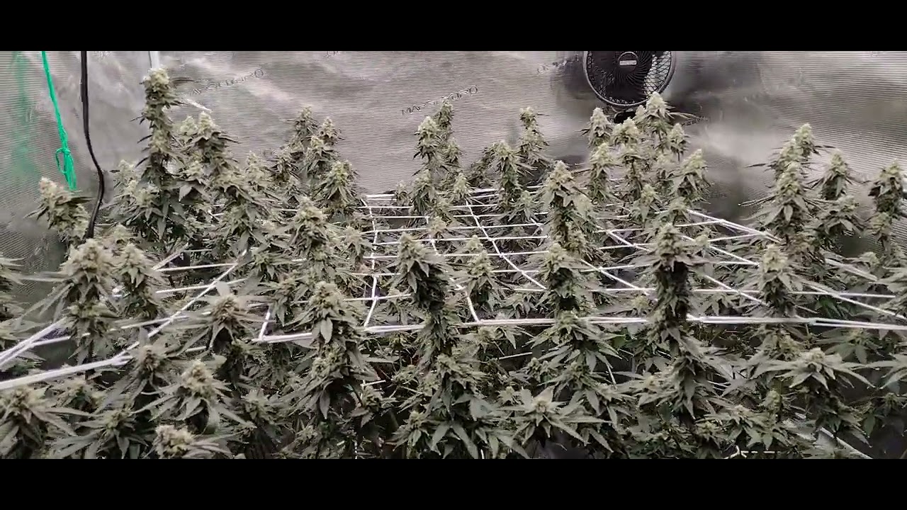 Gush Mints MASSIVE PLANT Week 5 Flower!! YouTube