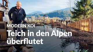 A mountain stream floods Stefan's koi pond | Modern Koi Blog #6439