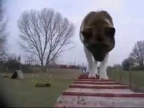 randy agility.wmv