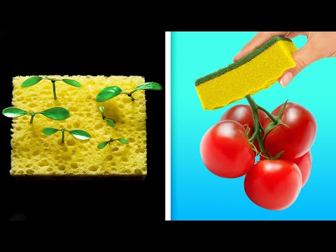 Video 28 CÁCH DỄ DÀNG ĐỂ TỰ TRỒNG TRÁI CÂY VÀ RAU QUẢ - youtube