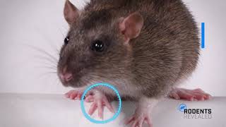 NPMA - Rodents Head to Tail