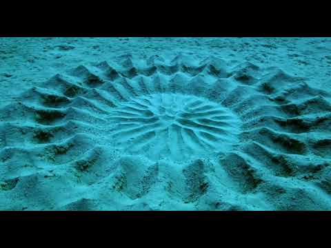 ЯПОНСКИЙ Иглобрюх рыба художник