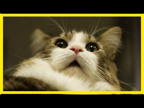 Video: Wie Sie feststellen, ob Ihre Katze in Hitze ist, und wie Sie sie beruhigen können
