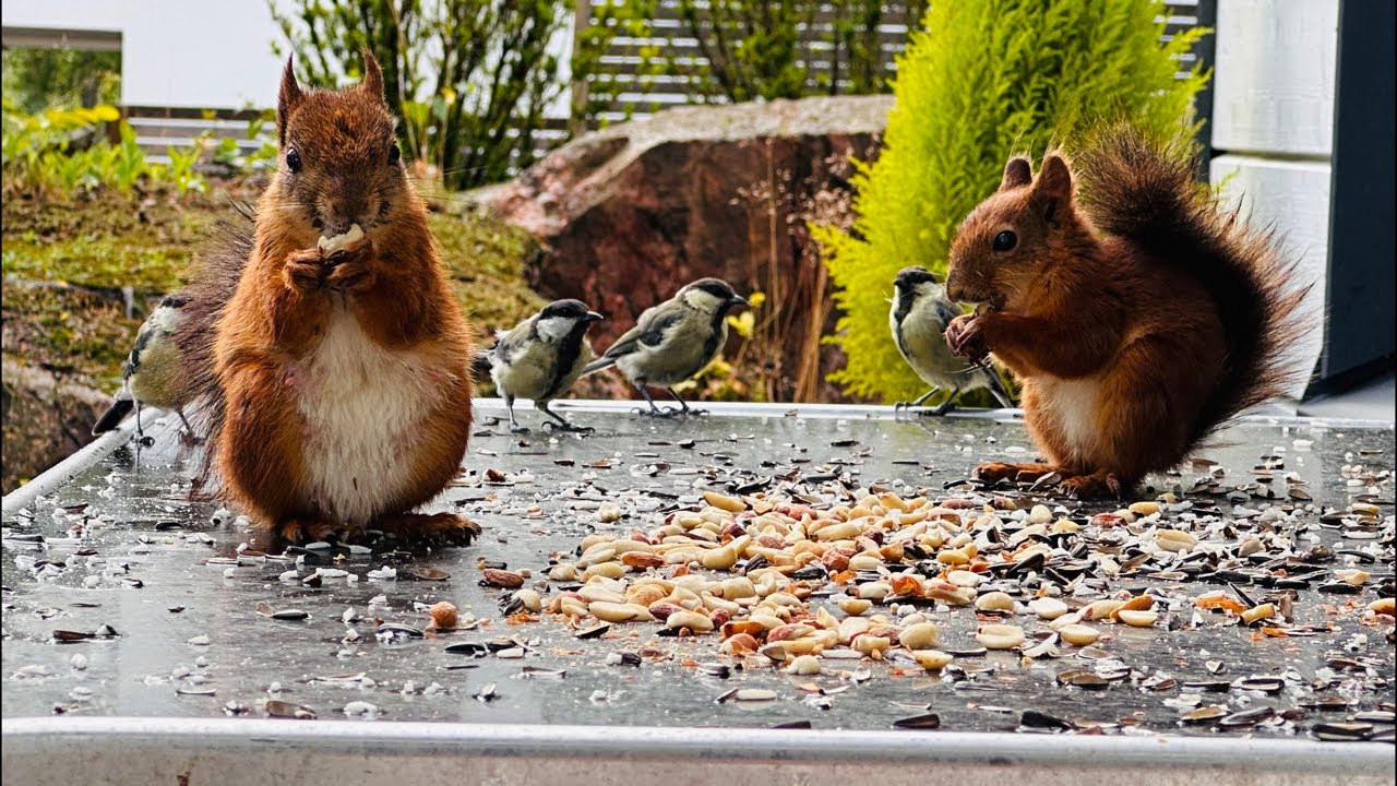 🐿️Squirrel and Bird Forest Cafe 💚🕊️🌲🥜🌰
