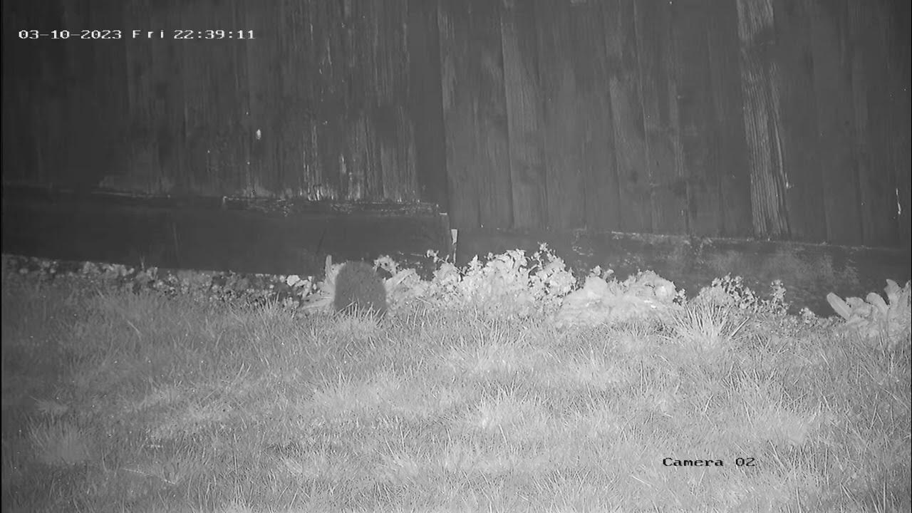 Harry top lawn YouTube