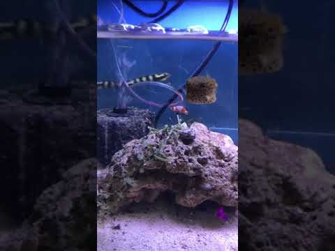 camera iphone 8 plus apk Colchester Pet video stocklist 7-2-18