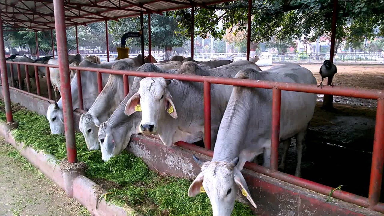 Tharparkar cows (Most disease resistant cattle breed of India) 2 at