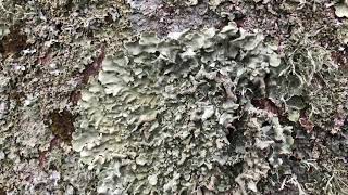 Copper Beech at Eton Walk - bark close up - January 2022