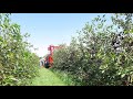 Sour cherry harvest | Shaking cherries! | FELIX/Z KWZ 315 &amp; McCormick