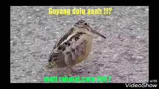 Burung menari lagu TERAJANA