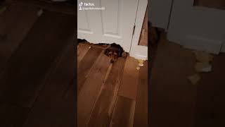 Perro sabueso intenta literalmente morder la puerta del baño