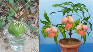 How to propagate mango tree in ripe alovera with water, best skill growing mango tree